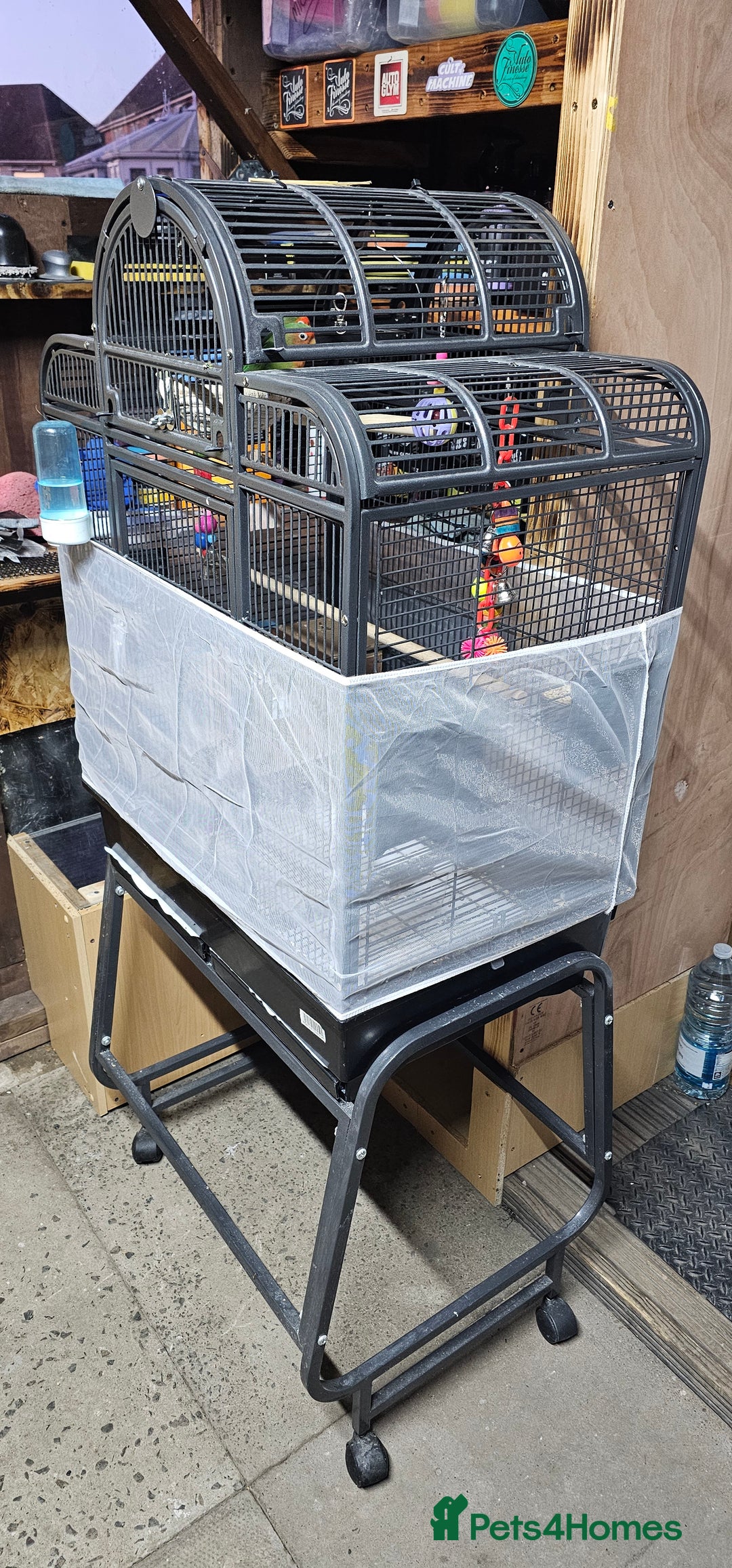 Lovebirds birds for sale: Pair bonded lovebirds - Image 4