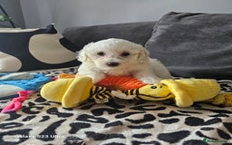 Maltese dogs for sale: Maltese ready to find their forever home now - Image 4