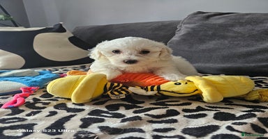 Maltese dogs - Advert 5