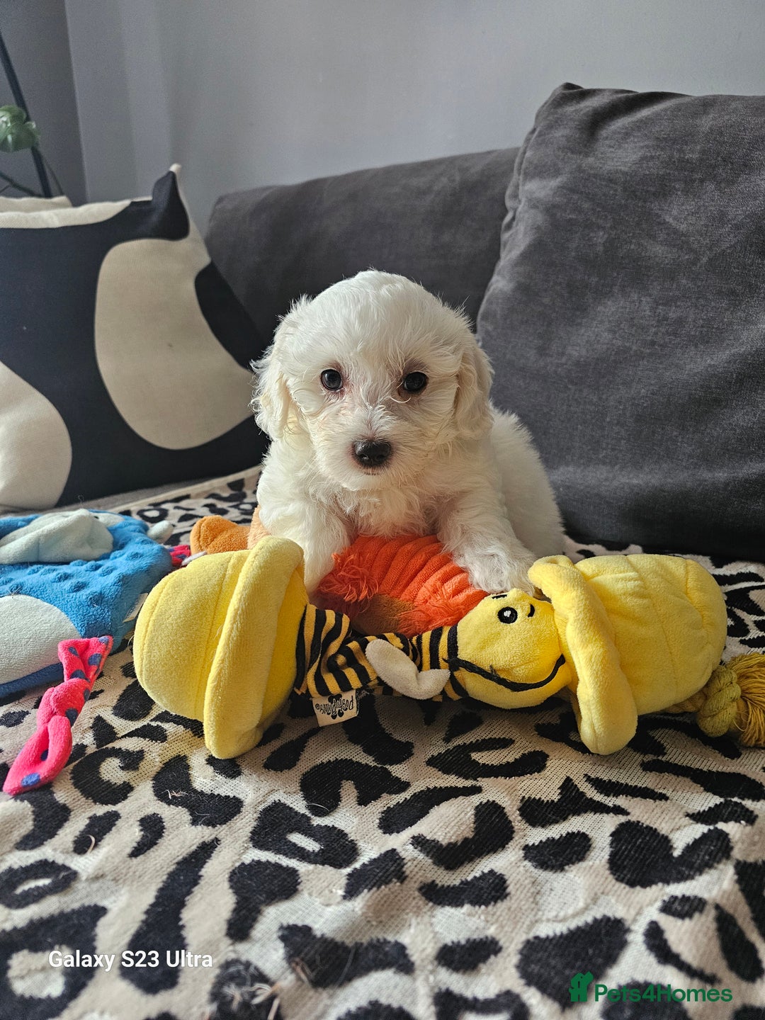 Maltese dogs for sale: Maltese ready to find their forever home now - Image 4