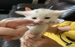 British Shorthair cats for sale: Fhvcffuj ghjv - Image 5