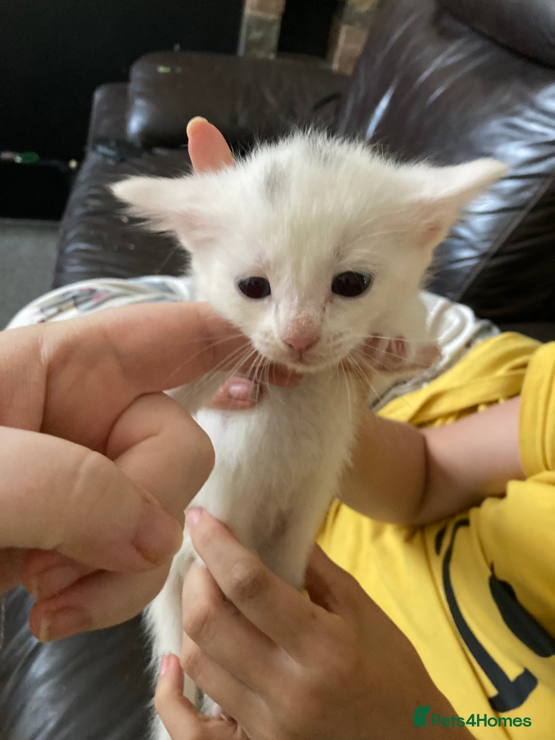 British Shorthair cats for sale: Fhvcffuj ghjv - Image 5