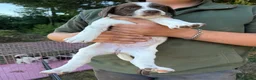 Sprollie dogs for sale: Springer x Collie in Lydney - Advert 5