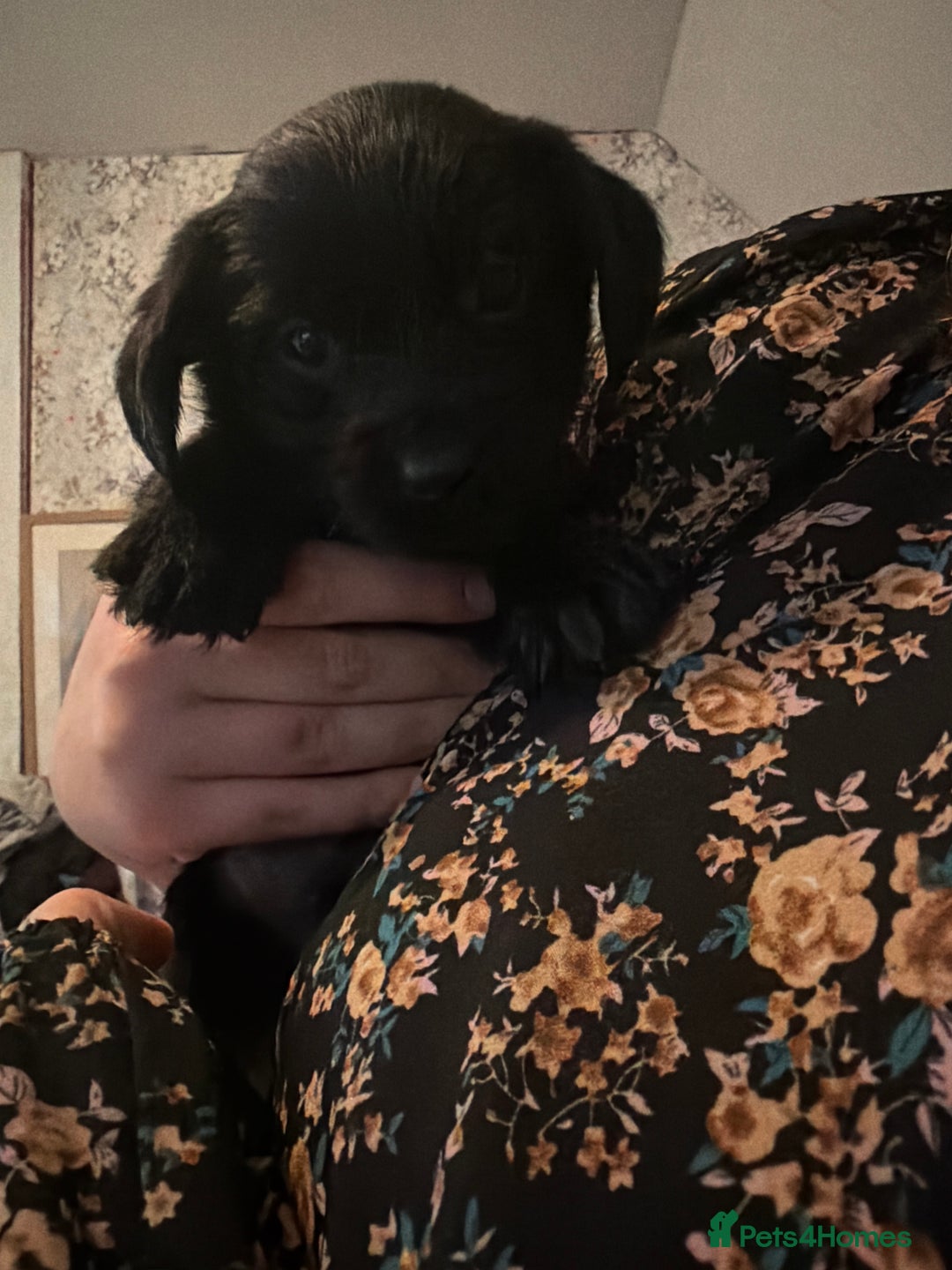 Mixed Breed dogs for sale: Labrador X Yorkshire terrier  - Image 13