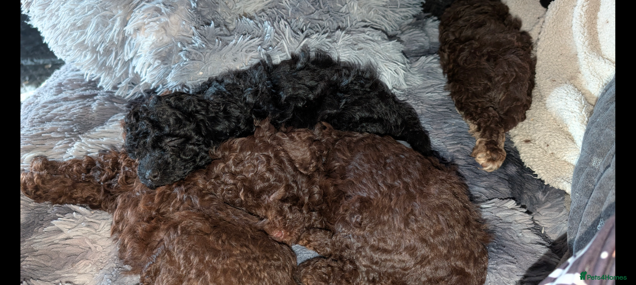 Labradoodle dogs 🐾Stunning adorable F1BB Mini Labradoodle Pups🐾  - Advert 1