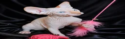 Sphynx cats for sale: Beautiful  Kittens 2 Boys & 1 Girl Available 💎 - Advert 31