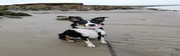 Border Collie dogs for sale: Border Collie Puppies Tri Colour - Advert 7