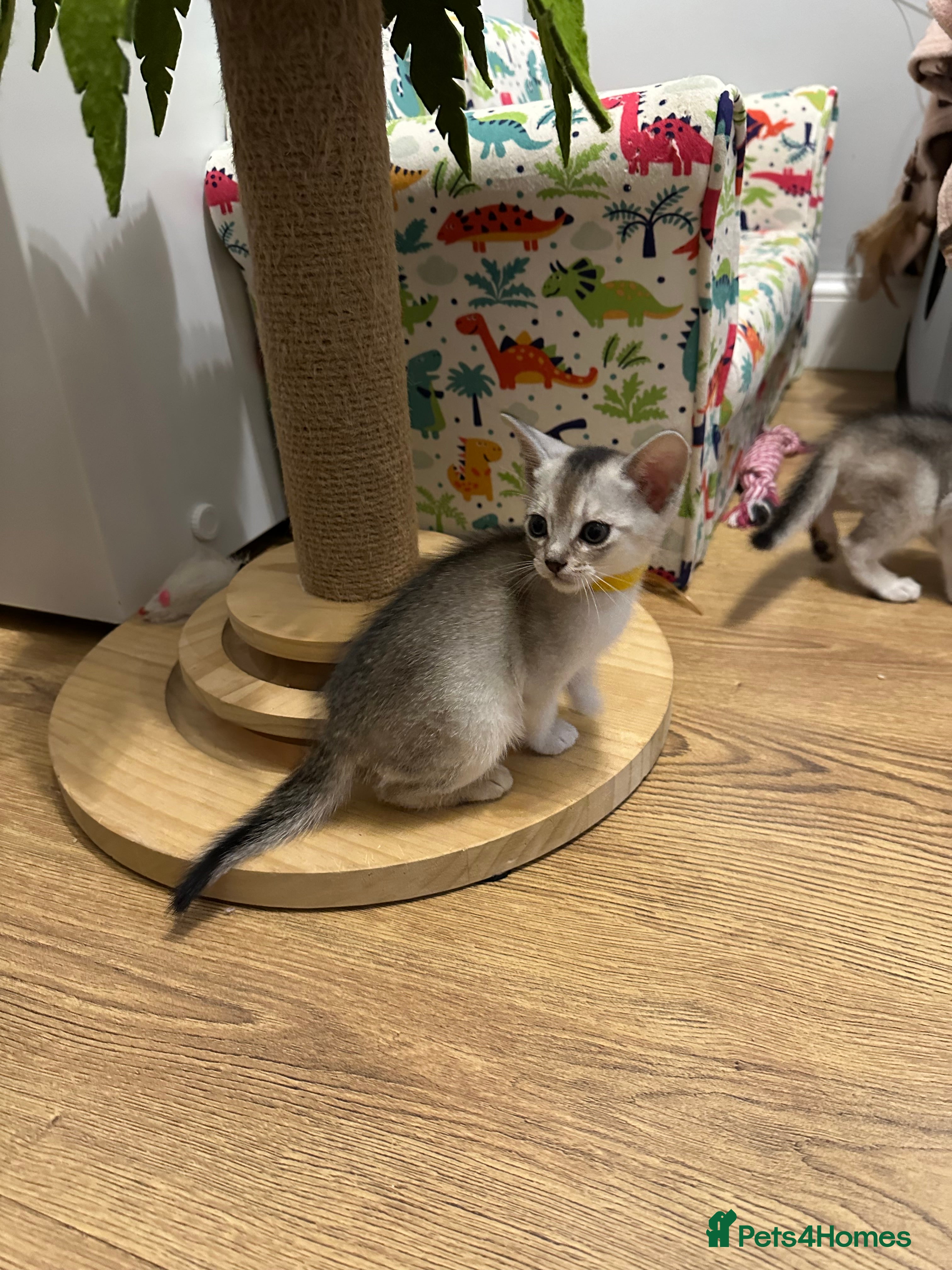 Abyssinian cats Pedigree Abyssinian kittens  - Advert 8