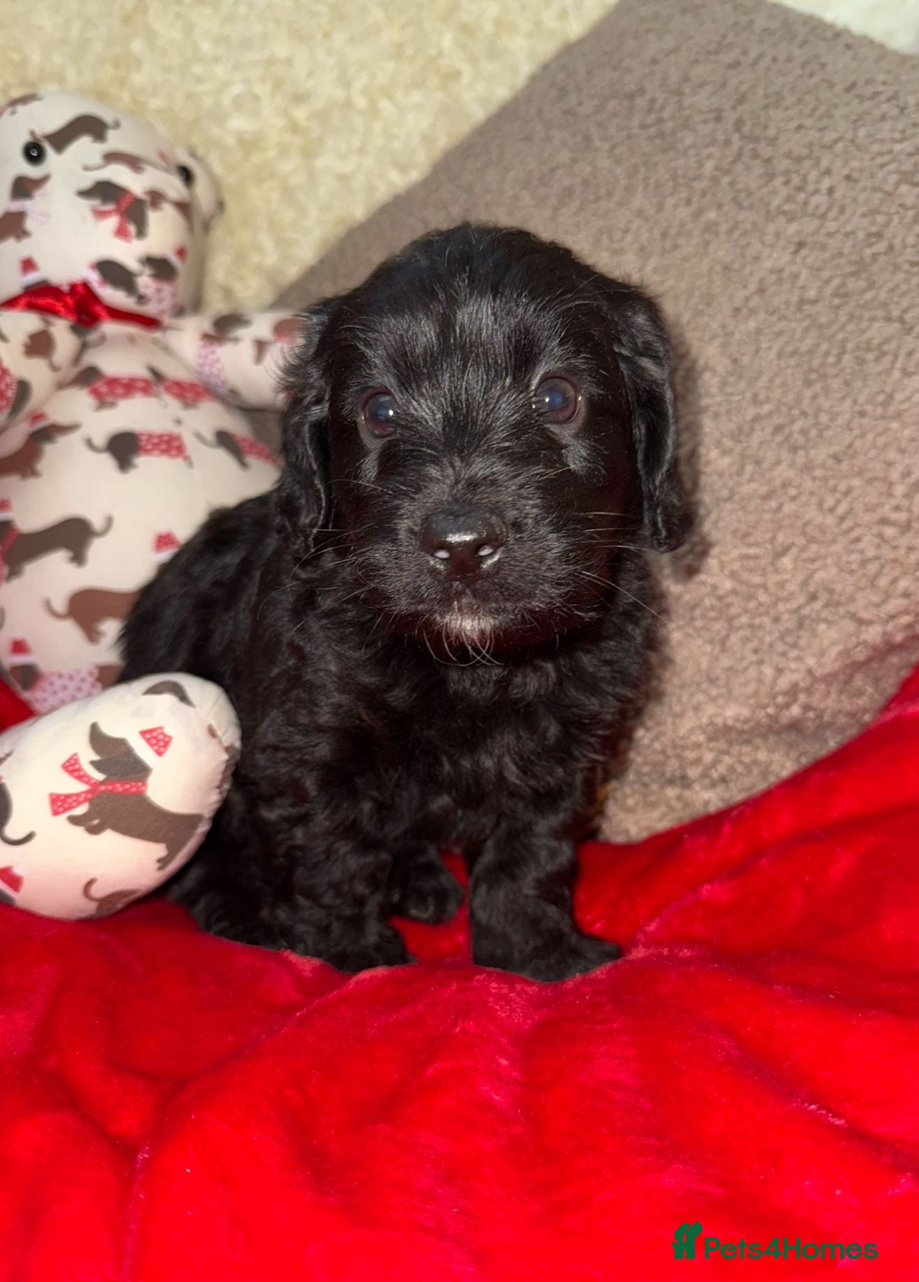 Doxiepoo dogs 🧡💛Adorable Daxipoo Puppies 💜🩷 - Advert 11