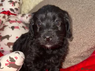 Doxiepoo dogs 🧡💛Adorable Daxipoo Puppies 💜🩷 - Advert 11