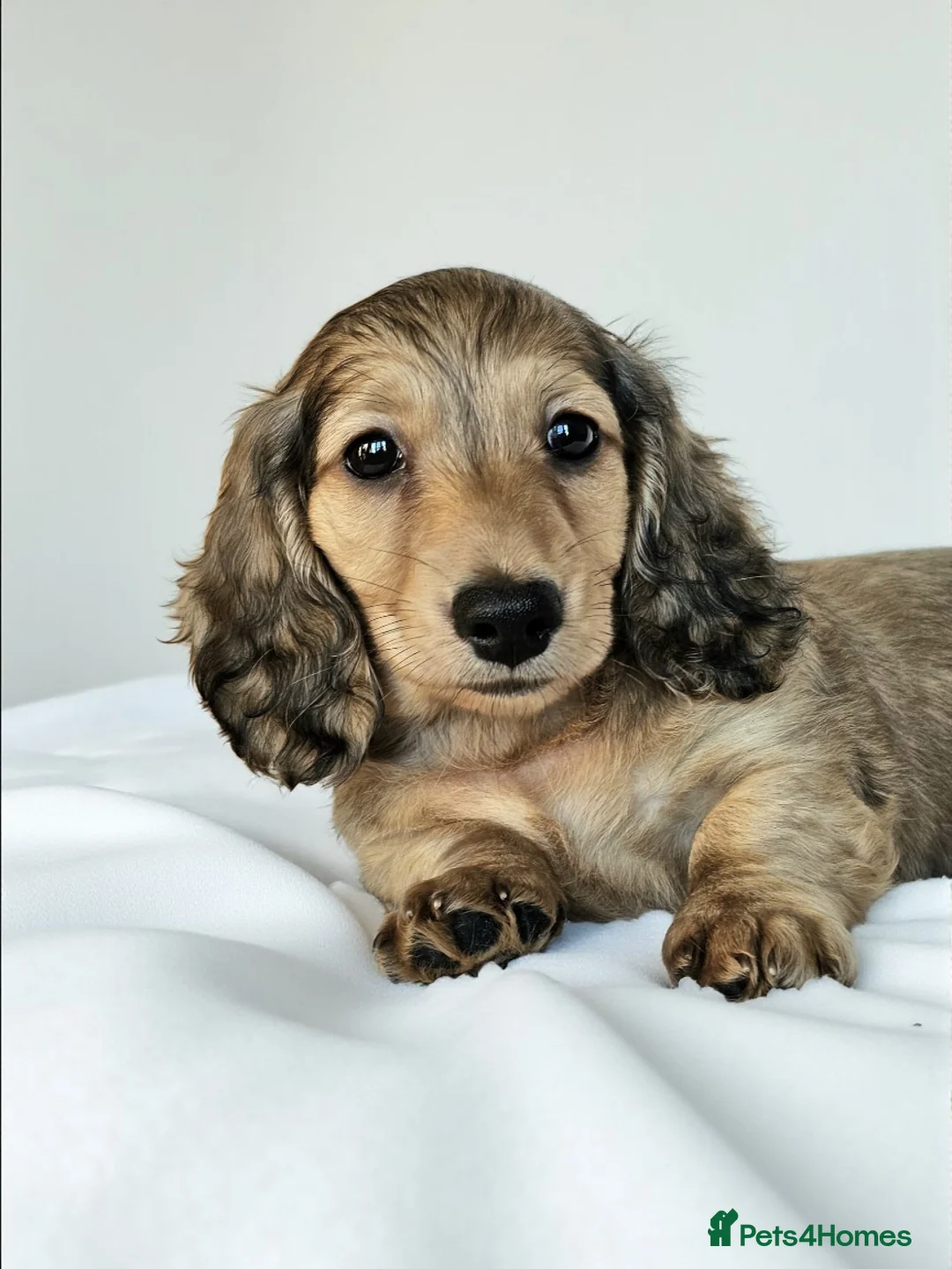 Miniature Dachshund dogs for sale: Shaded Cream Miniature Long Haired Dachshunds - Advert 2