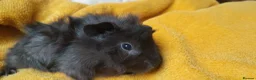 Guinea Pig rodents for sale: Guinea pigs  - Advert 5