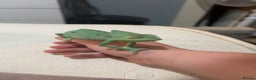Chameleon reptiles for sale: female veiled chameleon with full set up - Advert 4