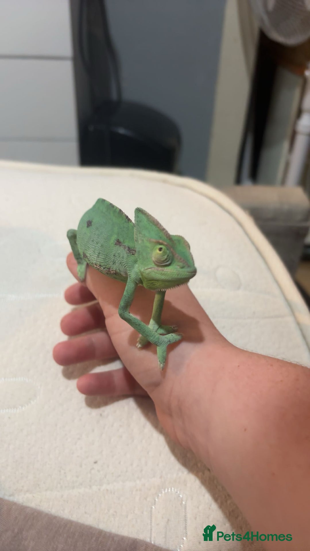 Chameleon reptiles for sale: female veiled chameleon with full set up - Advert 4