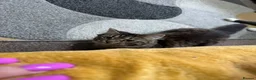Munchkin cats for sale: Munchkin cross manecoon  - Advert 1