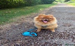 Pomeranian dogs for sale: 6 month old pomeranian  - Image 24