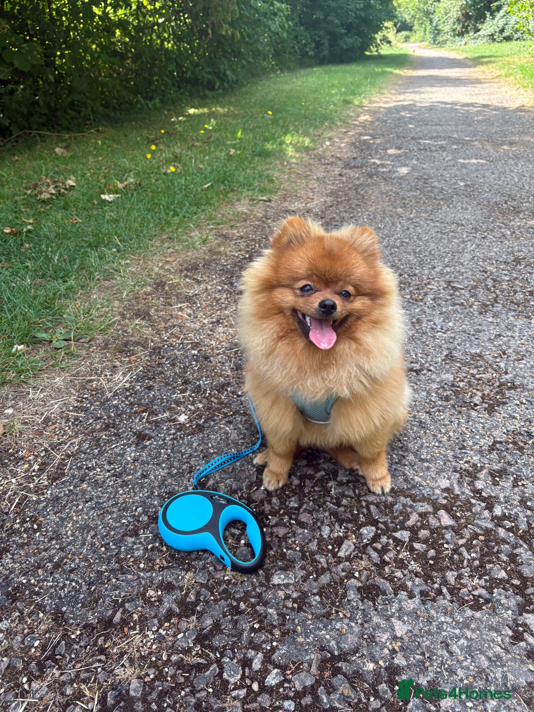 Pomeranian dogs for sale: 6 month old pomeranian  - Image 24