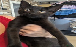 Ragdoll cats for sale: Cross breed ragdoll kittens  - Image 7