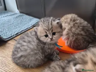 British Longhair cats Golden longhair only 1 boy available - Advert 13