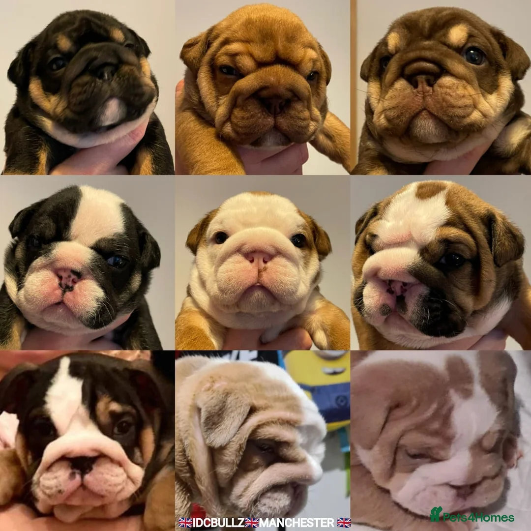 English Bulldog dogs for stud: Freddie Lilac tri stud in Manchester - Advert 19