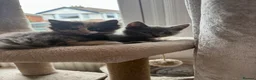Mixed Breed cats for sale: Scotish fold mix kittens ready for there homes  - Advert 2