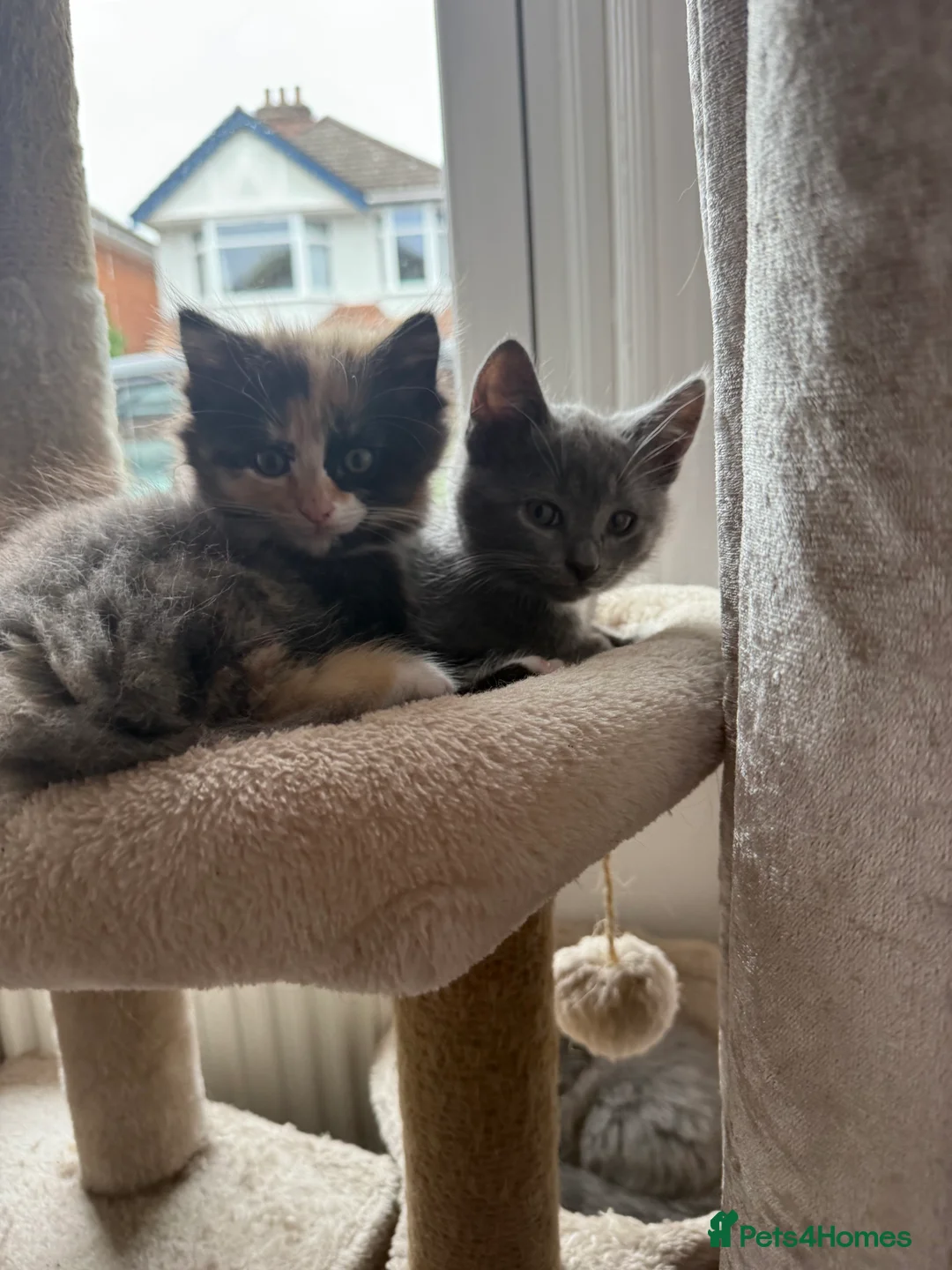 Mixed Breed cats for sale: Scotish fold mix kittens ready for there homes  - Advert 2