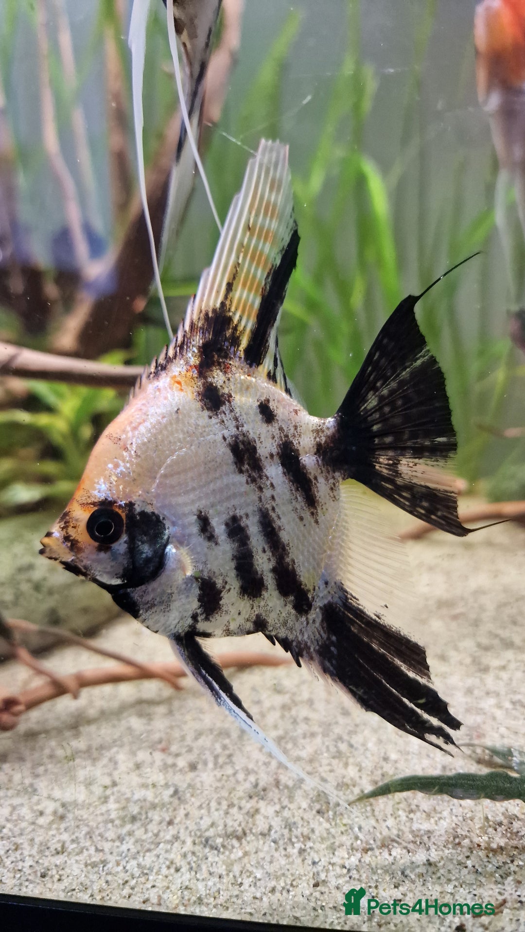 Angelfish fish for sale: Koi & Golden Marble Angelfish - Advert 19