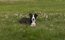 Mixed Breed dogs for sale: 🐾 Jack Russell x Border Collie Puppies  - Image 21