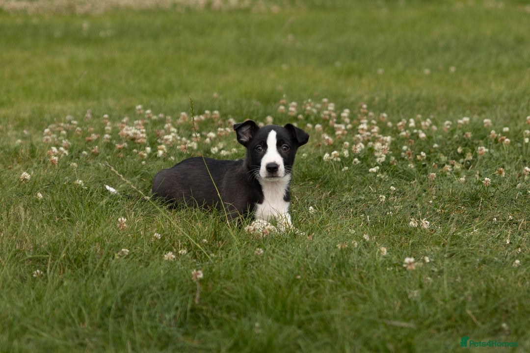 Mixed Breed dogs for sale: 🐾 Jack Russell x Border Collie Puppies  - Image 21
