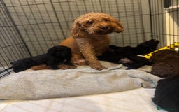 Cockapoo dogs for sale: Our gorgeous F1B Cockapoo’s  - Image 5