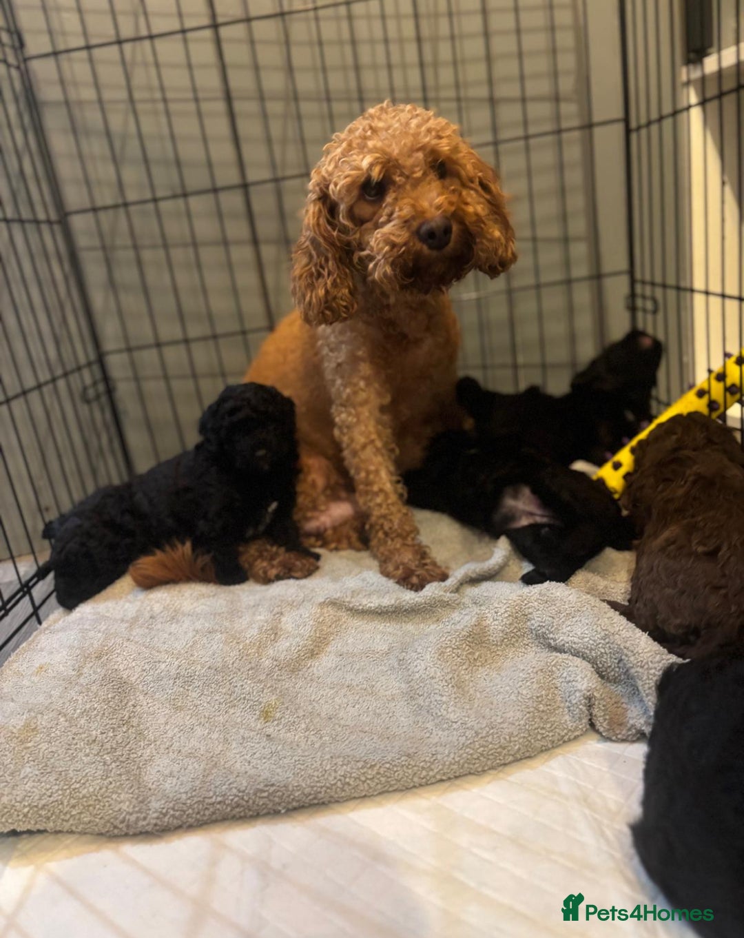 Cockapoo dogs for sale: Our gorgeous F1B Cockapoo’s  - Image 5