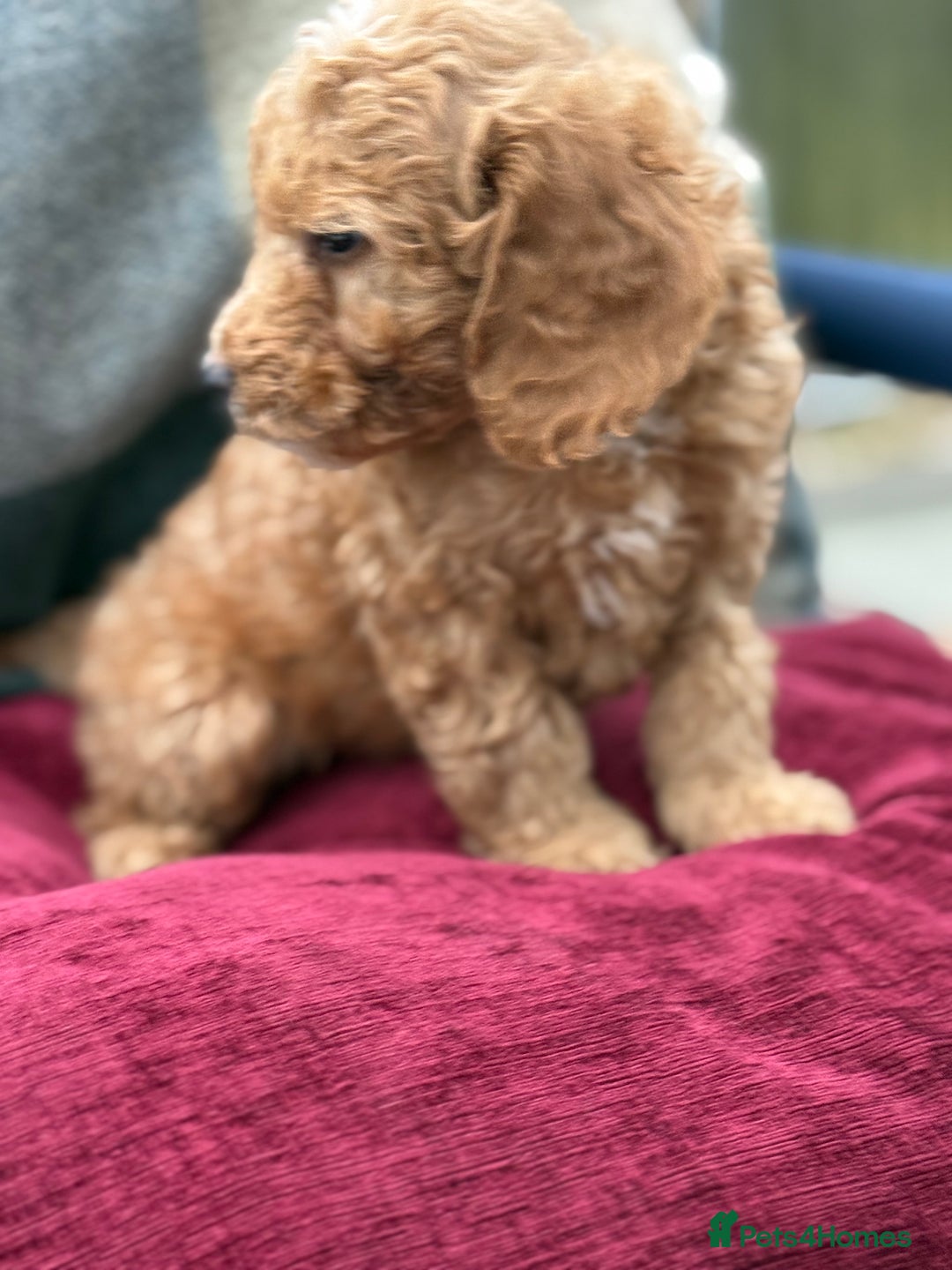 Cockapoo dogs for sale: F1 Cockapoo's - Image 31