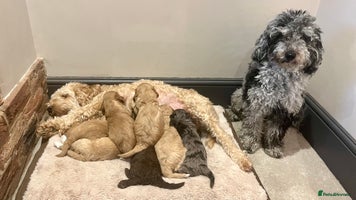 Cockapoo dogs - Advert 1