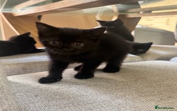 British Shorthair cats for sale: Black British Short hairs - Image 4