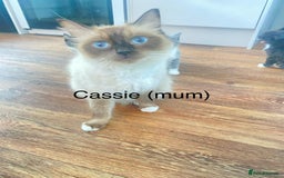 Ragdoll cats for sale: Ragdoll X domestic shorthair kittens  - Image 8