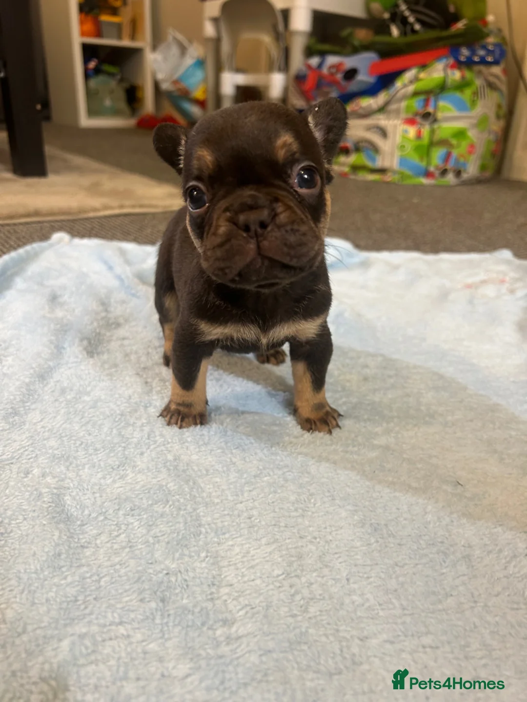 French Bulldog dogs for sale: French bulldog puppies fluffie carriers  - Advert 13