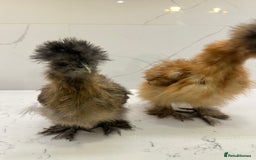 Chickens poultry for sale: Silkie and polish chicken looking for rehome  - Image 6