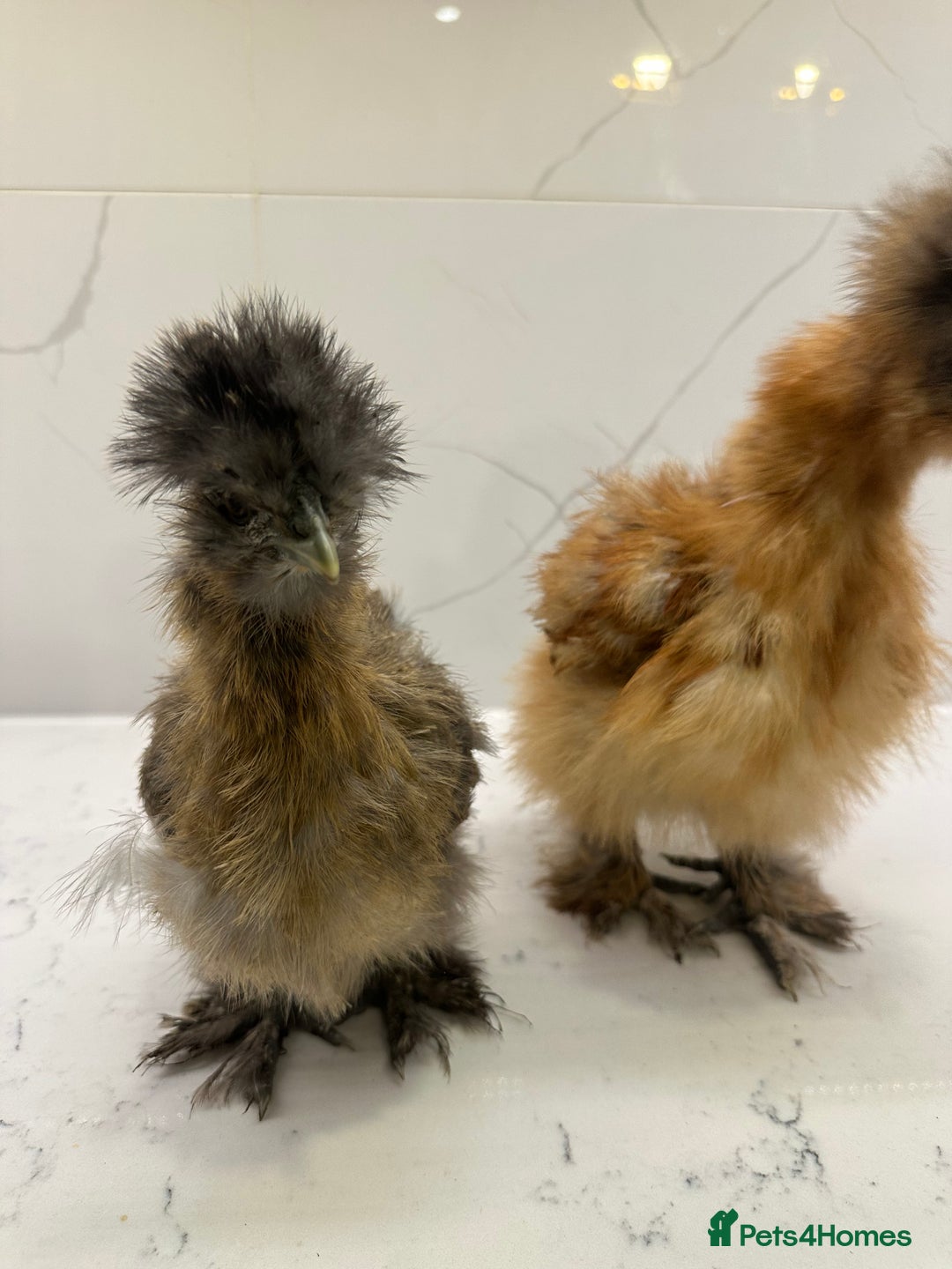 Chickens poultry for sale: Silkie and polish chicken looking for rehome  - Image 6
