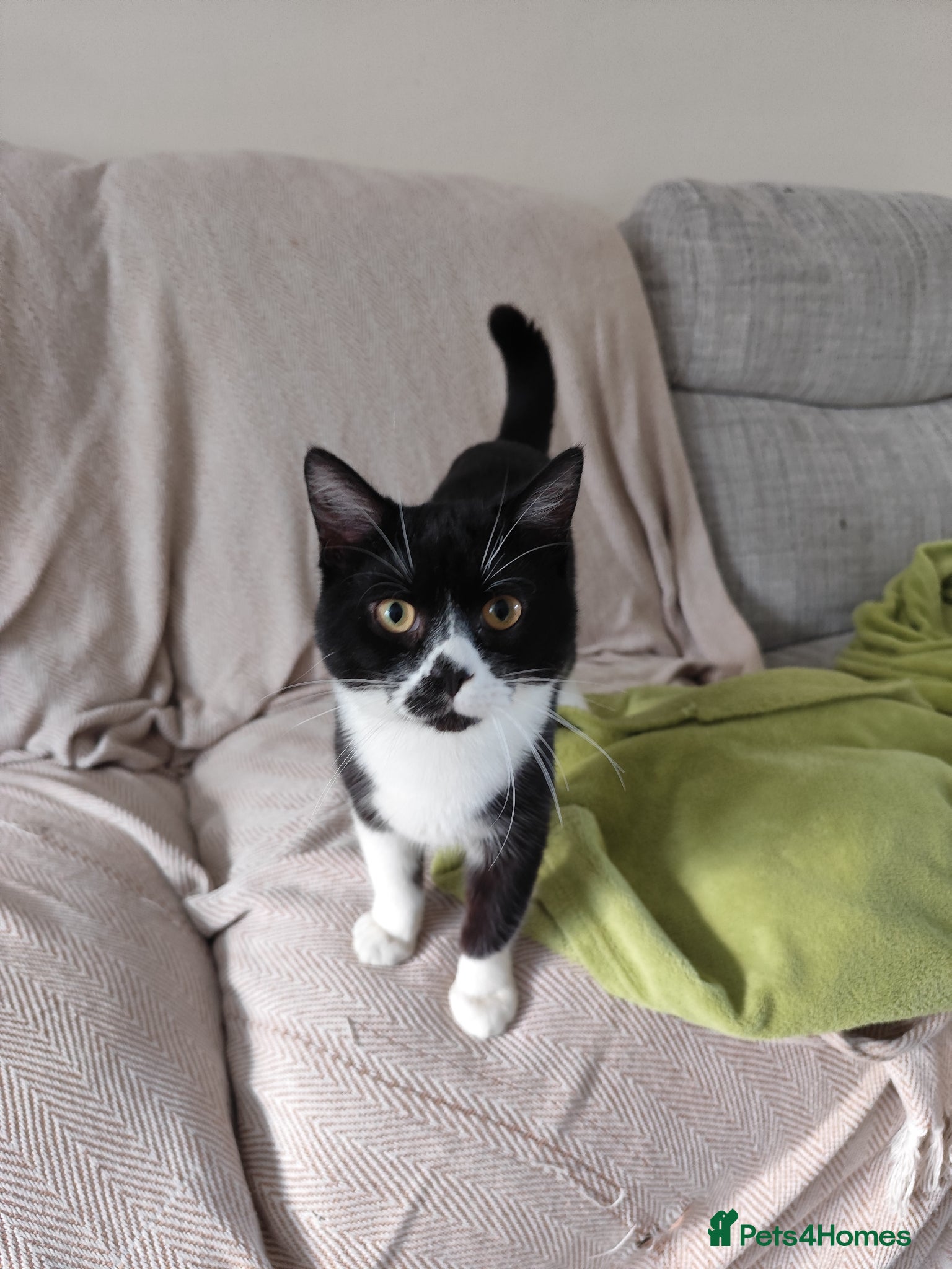 Mixed Breed cats 6month cat seeks home - Advert 2