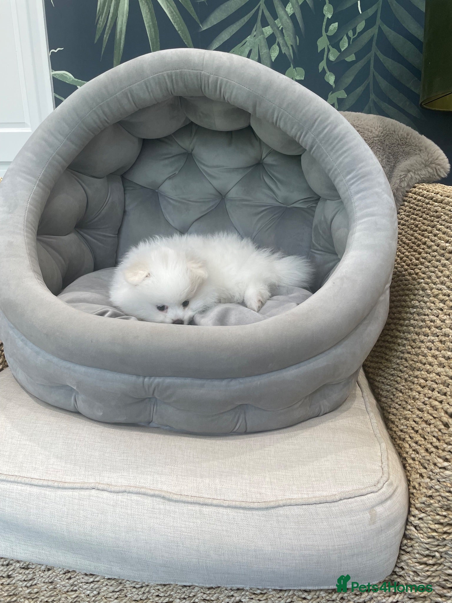 Pomeranian dogs Stunning KC Registered Pomeranians  - Advert 4