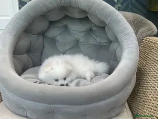 Pomeranian dogs Stunning KC Registered Pomeranians - Advert 4