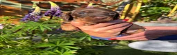 Miniature Dachshund dogs for sale: Gorgeous KC Miniature Dachshund Puppies last 3 - Advert 29