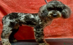 Poodle dogs for adoption: Spots: The Poodle Who Was Left to Die - Image 3