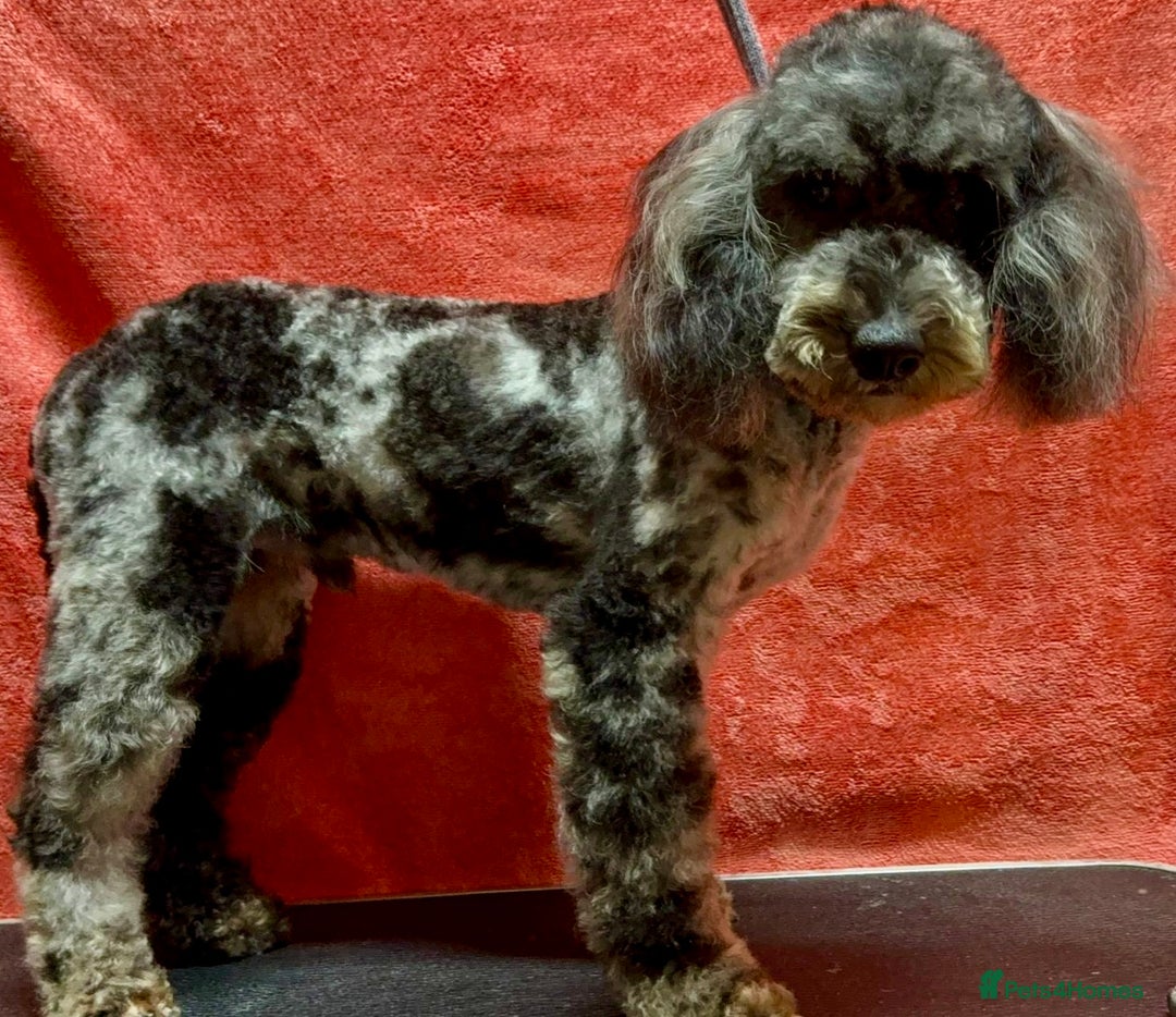 Poodle dogs for adoption: Spots: The Poodle Who Was Left to Die - Image 3
