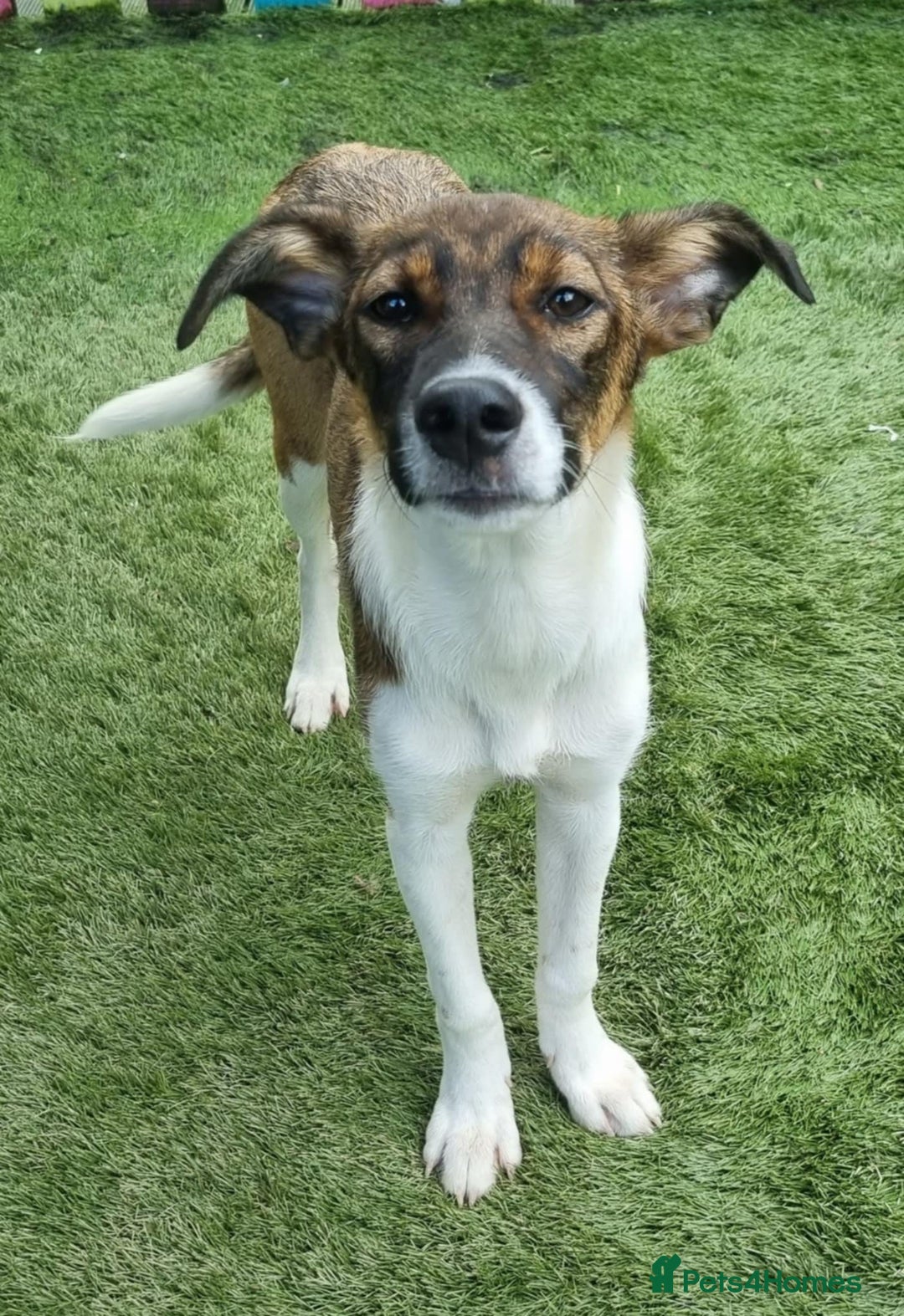 Mixed Breed dogs for adoption: Petunia - In Ayr looking for a home  - Image 2