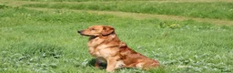 Golden Retriever dogs for stud: Stunning, proven health tested stud dog. - Advert 6