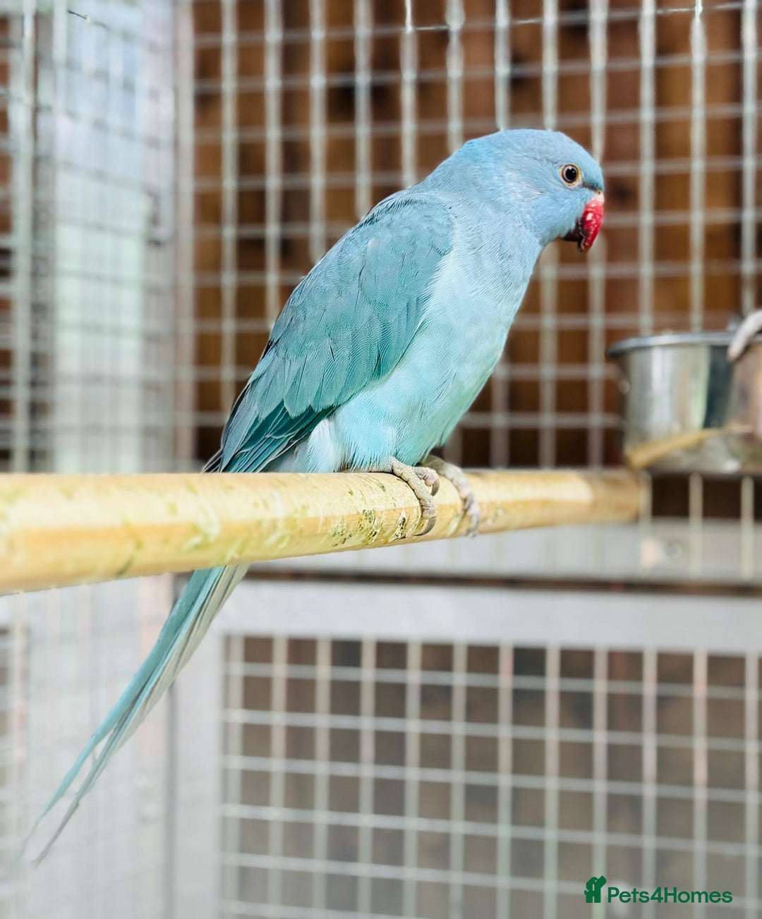 Ringnecks birds for sale: Indian ring neck - Advert 4