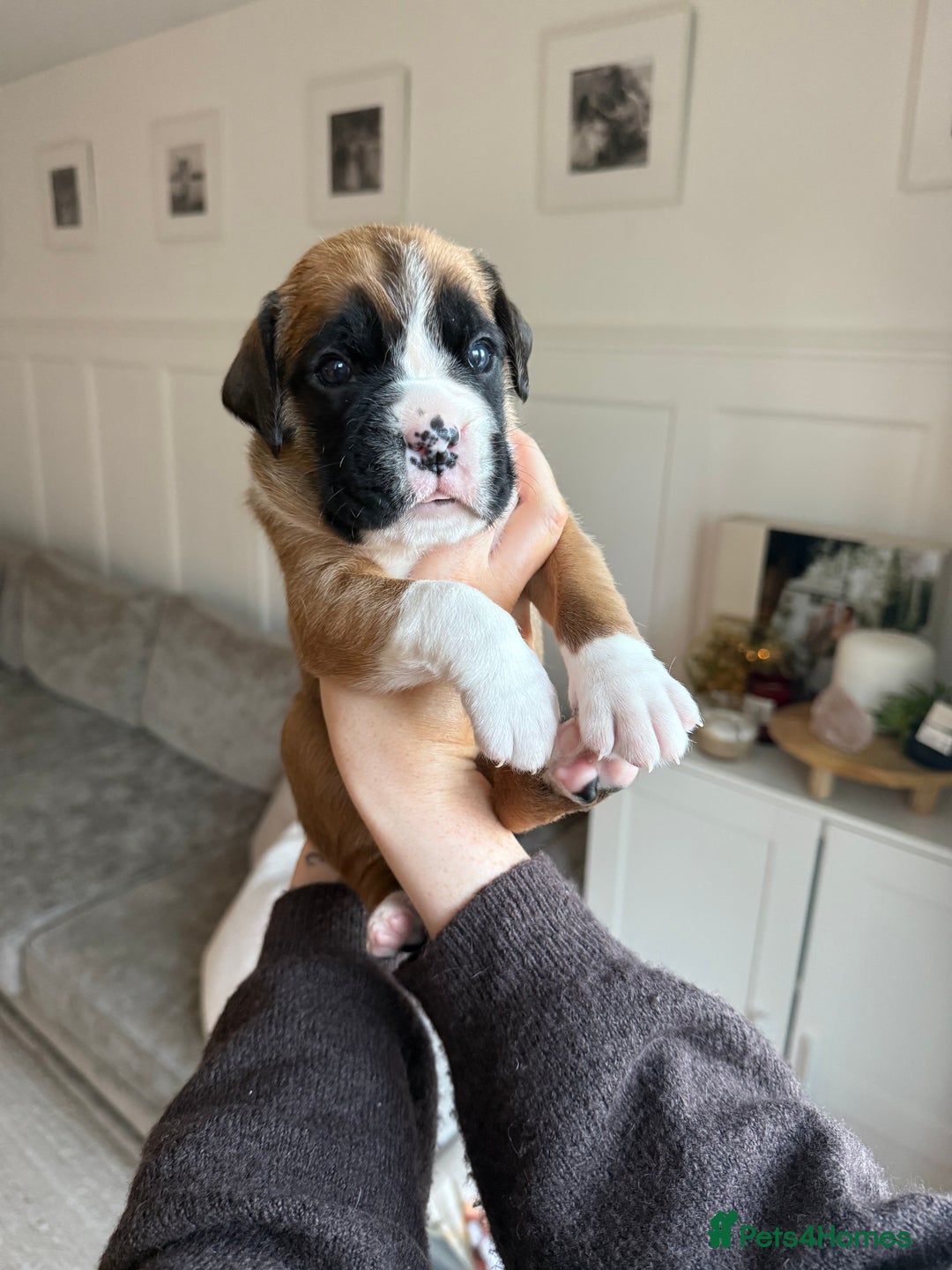 Boxer dogs for sale: 4 CHAMP BLOODLINE CHUNKY BOXER PUPS, bobtail/tail - Advert 16