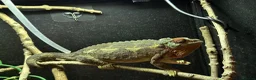 Chameleon reptiles for sale: Adult Female Jacksons Chameleon  - Advert 3