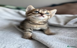 Mixed Breed cats for sale: Adorable Kittens Looking for Their Forever Homes ✨ - Image 7